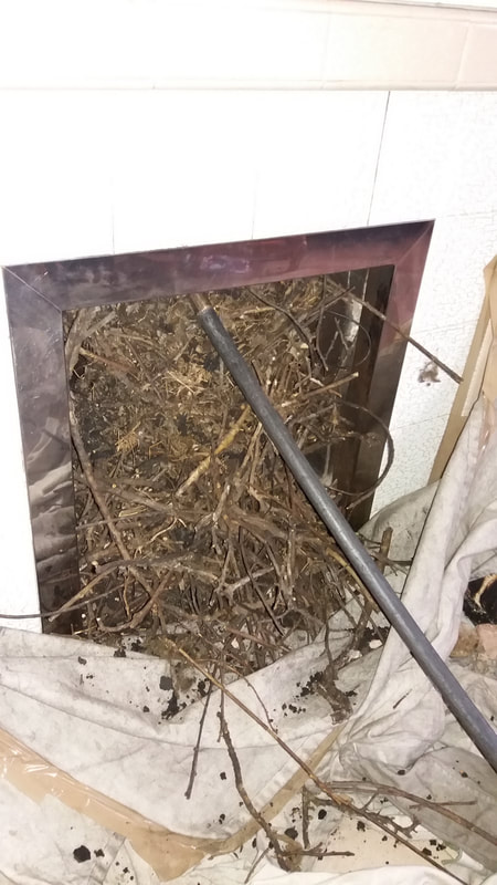 an amazing amount of nest material cleaned from a chimney