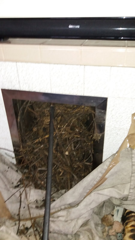 a chimney after being swept where no bird guard was fitted