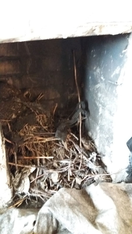 birds can make a mess in a chimney